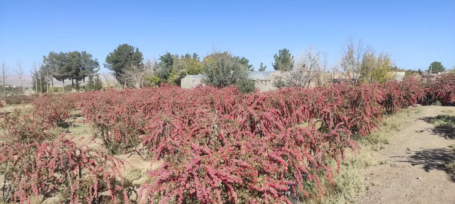 زرشک|خوردنی و آشامیدنی|مود, |دیوار