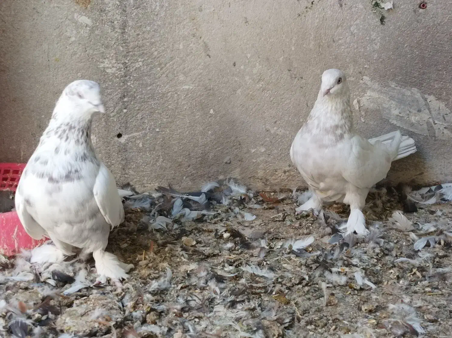 کبوتر گلی بزن|پرنده|زرقان, |دیوار