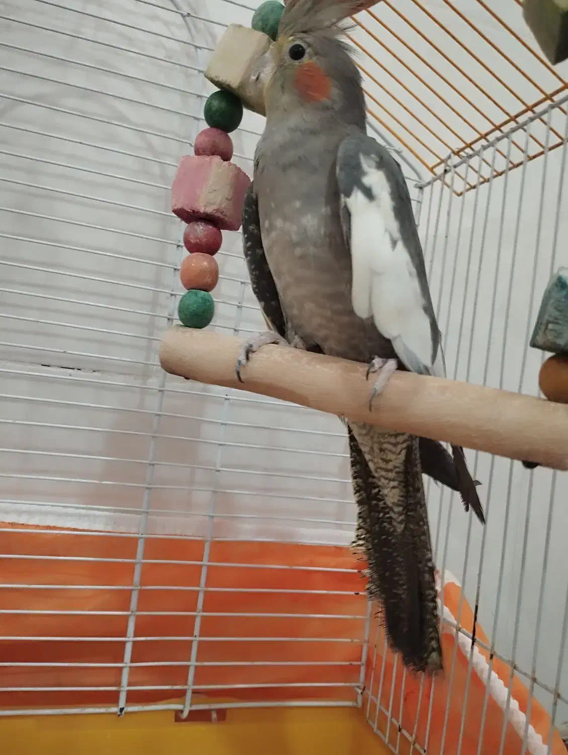 جفت عروس هلندی|پرنده|بندرعباس, |دیوار