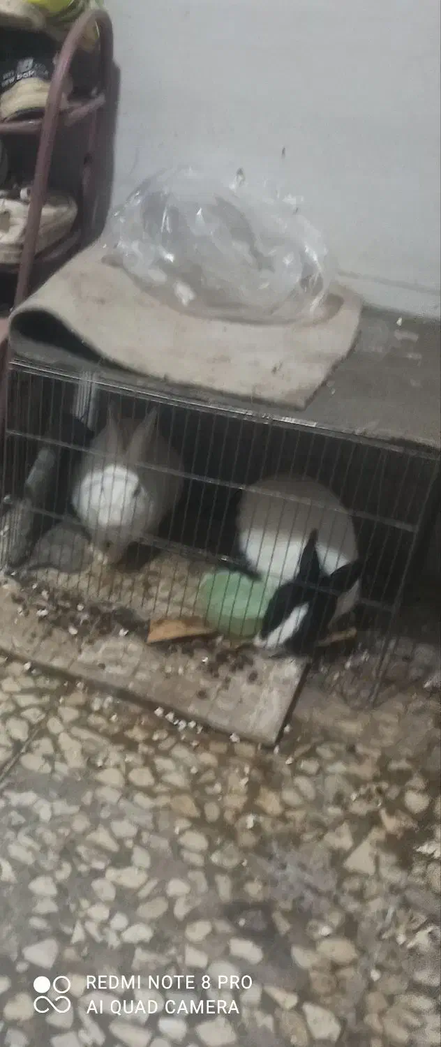 خرگوش نر وماده|موش و خرگوش|ایذه, |دیوار