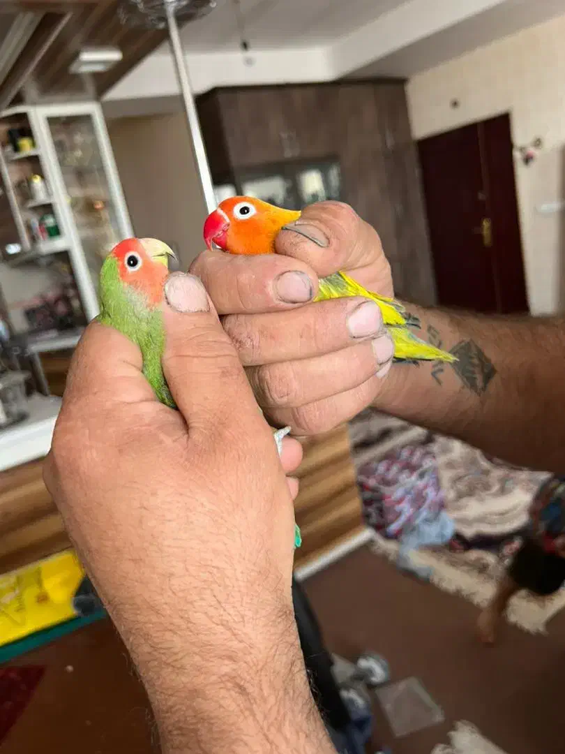 عروس هلندی وکوتوله برزیلی هشترود|پرنده|هشترود, |دیوار