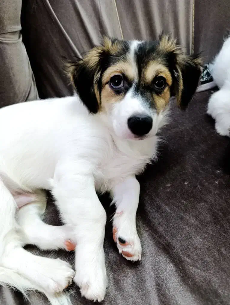 سگ نر نژاد اشپیتز ۴ ماهه( سیمبا)|سگ|رشت, ساغری سازان|دیوار