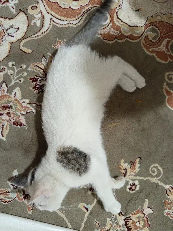 گربه خونگی پیدا شده .واگذاری رایگان|گربه|کلاله, |دیوار