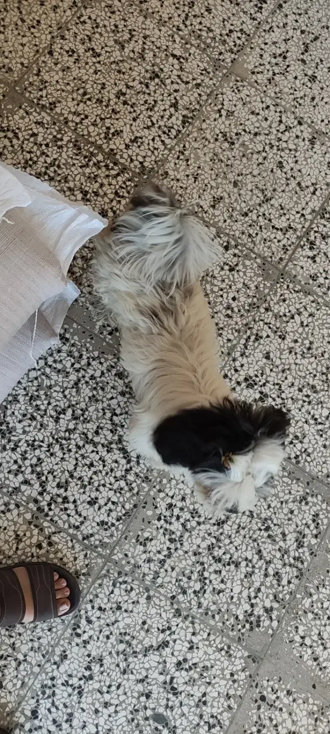 سگ خونگی تربیت شده|سگ|بهشهر, |دیوار