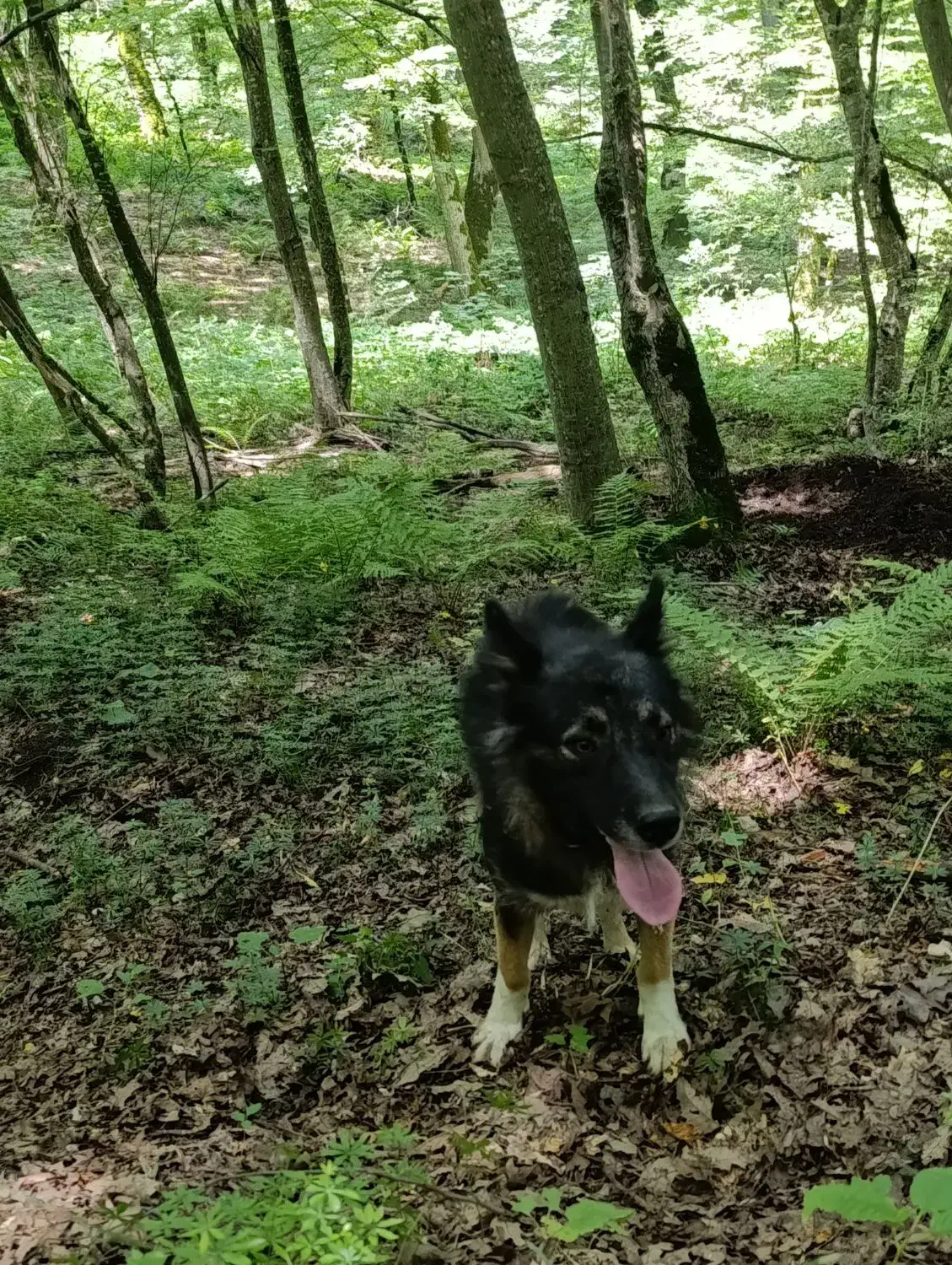 سگ دنبلانی|سگ|کلاله, |دیوار