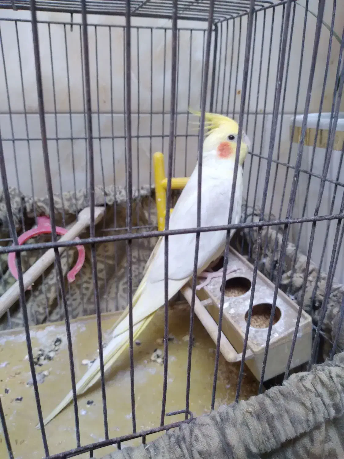 عروس هلندی|پرنده|قرچک, قشلاق جیتو|دیوار