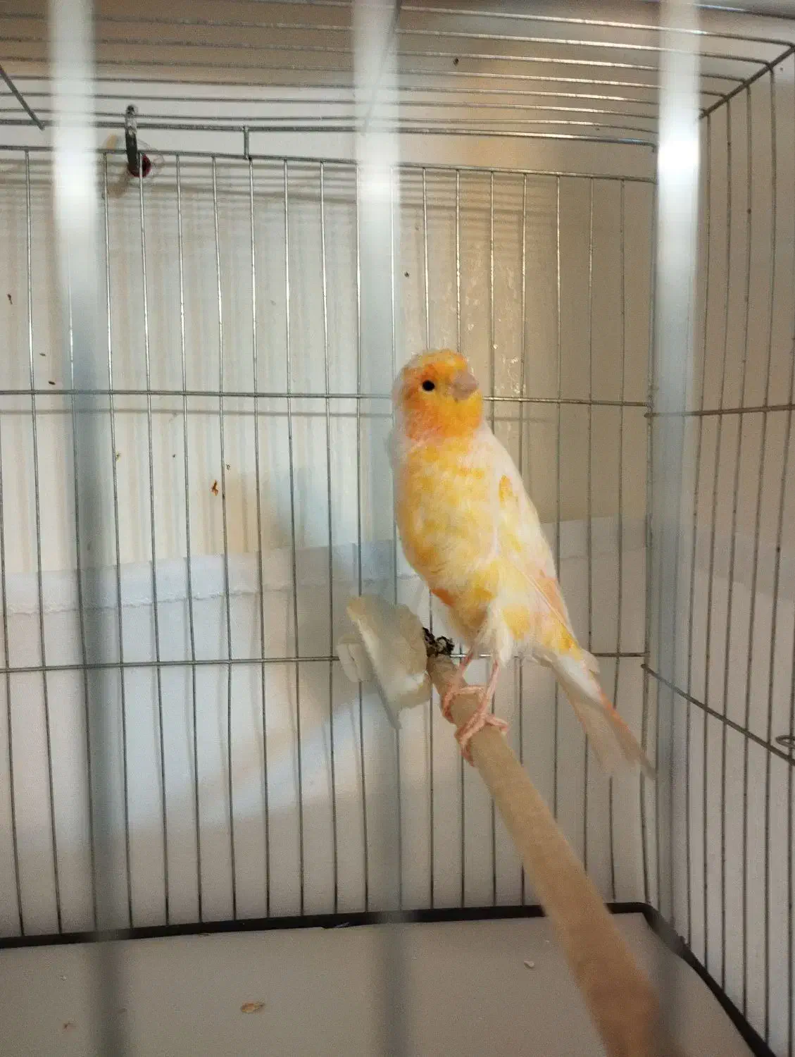 قناری پرتغالی نر|پرنده|تهران, جیحون|دیوار