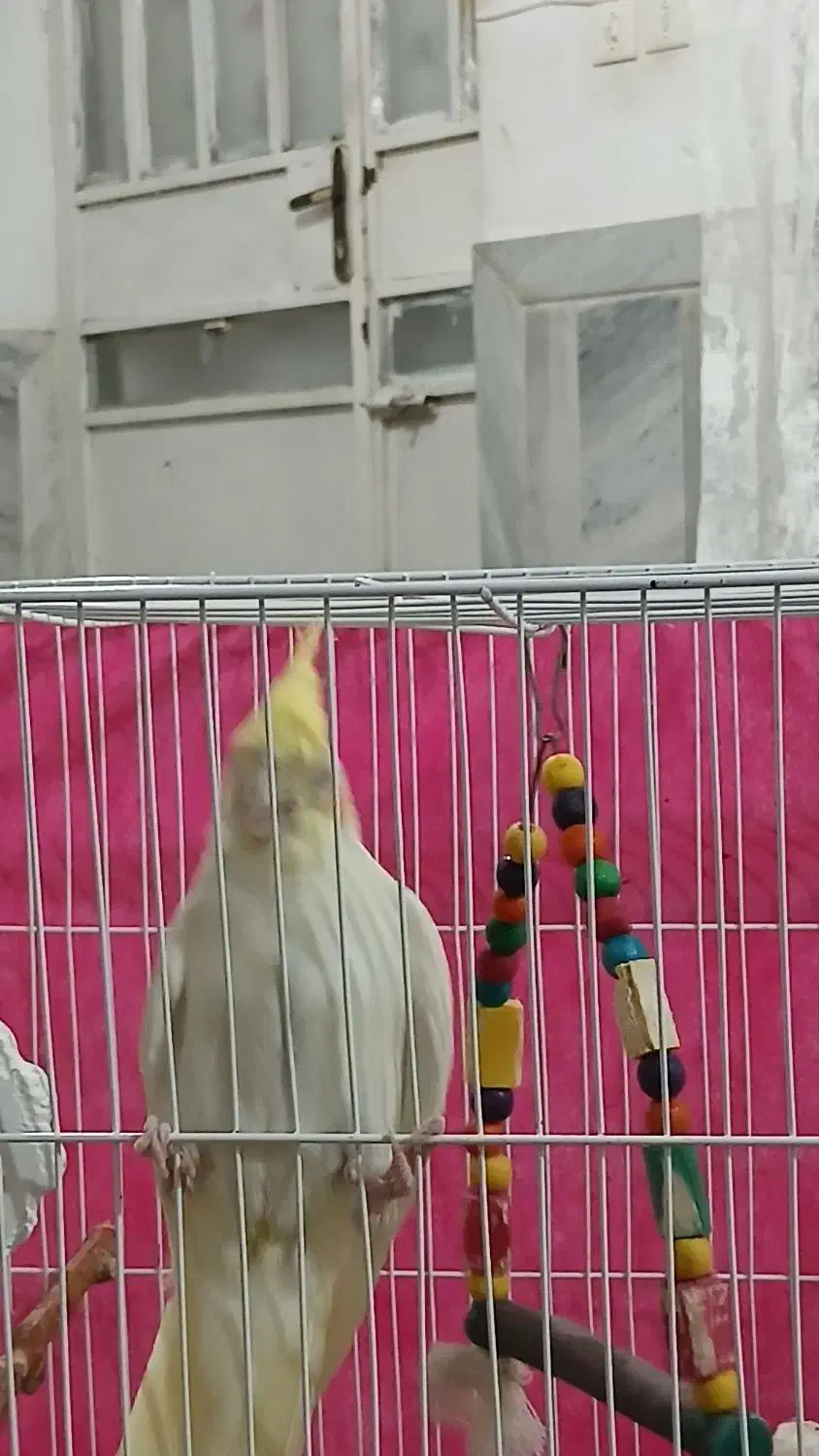 عروس هلندی باقفس|پرنده|شیروان (خراسان), |دیوار