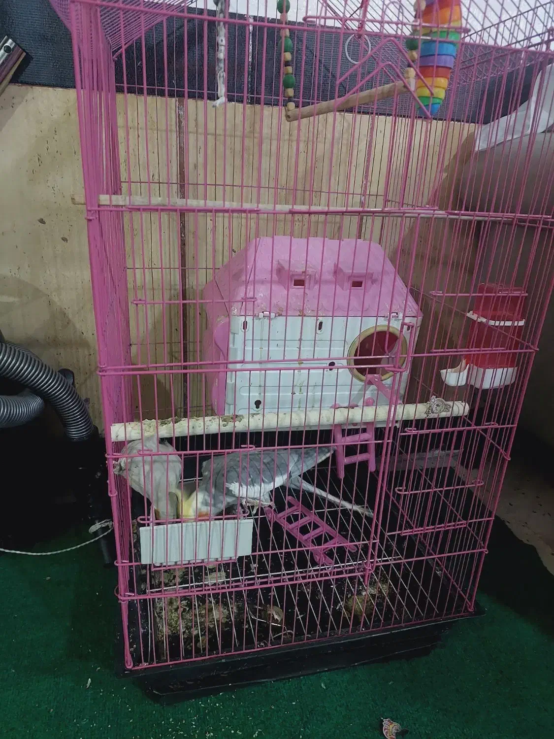 عروس هلندی|پرنده|کوه چنار, |دیوار