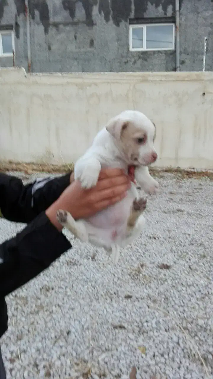 2تاتوله یکی نریکی ماده 2ماهه|سگ|کرمانشاه, |دیوار