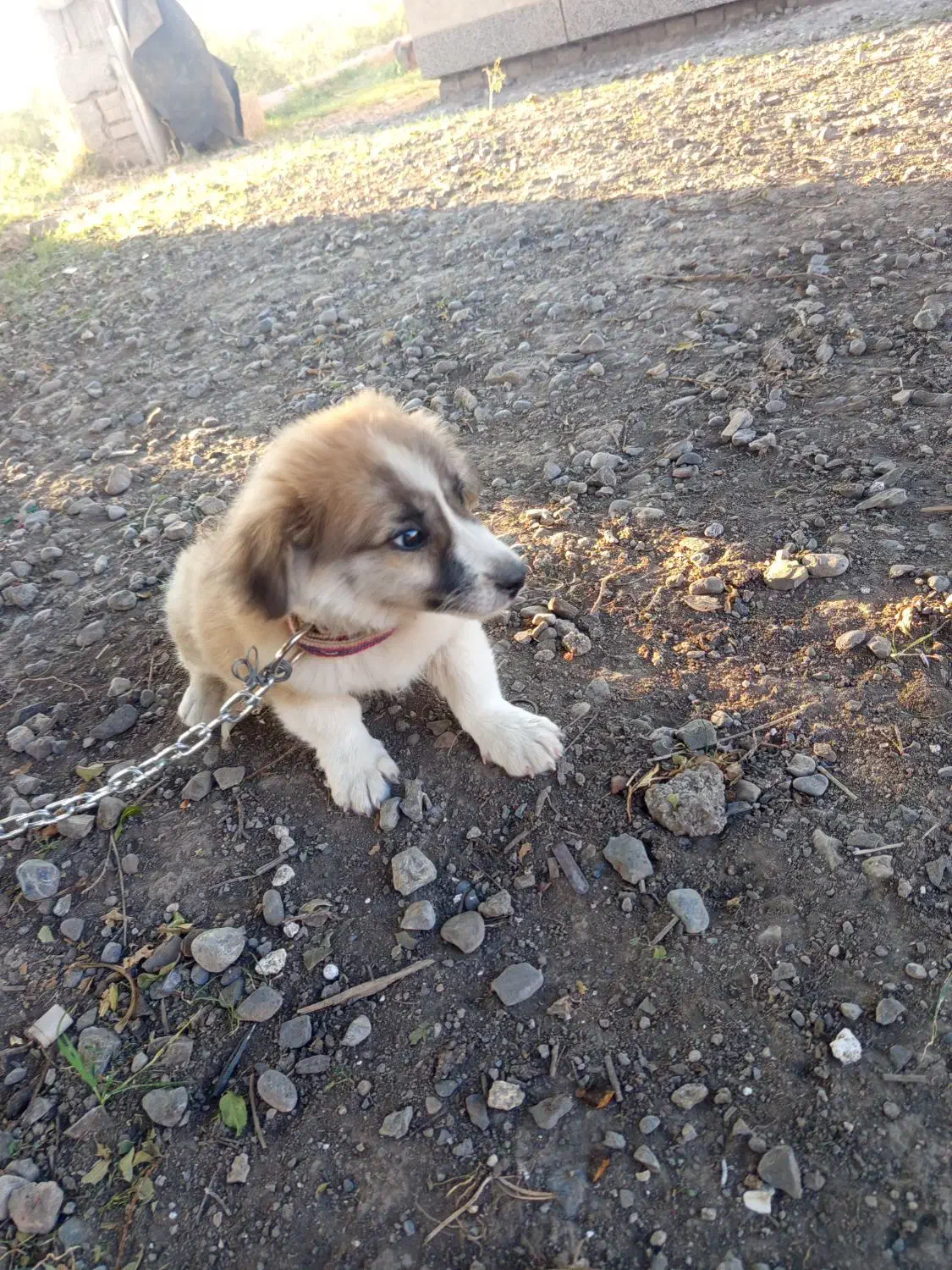 سگ پاکوتا|سگ|سنگدوین, |دیوار