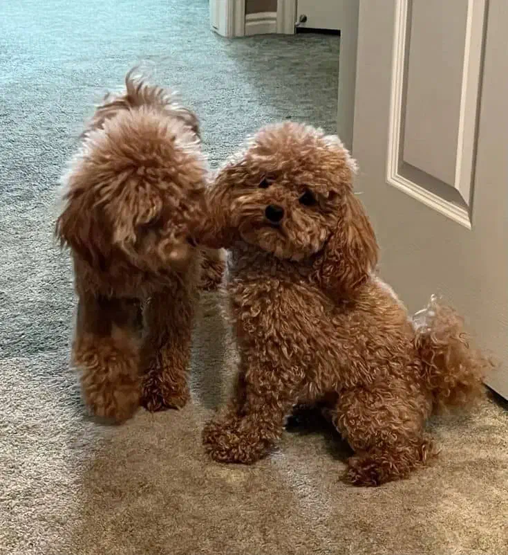 تاینی-توی پودل|سگ|تهران, ونک|دیوار