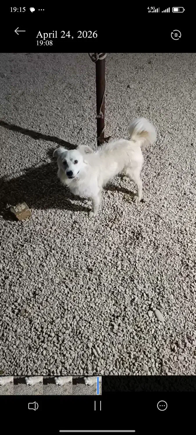 سگ ..|سگ|فیروزآباد (فارس), |دیوار