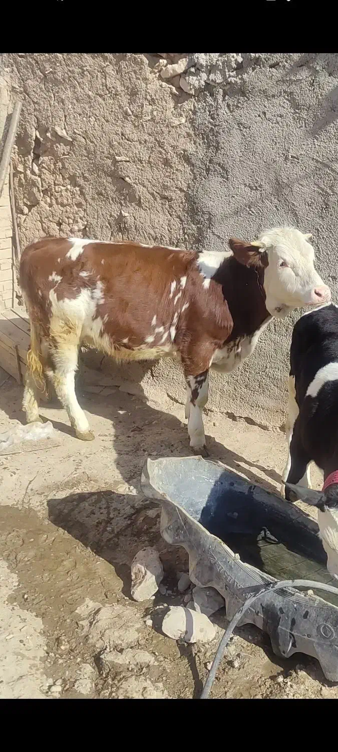 گوساله ماده سیمینتال|حیوانات مزرعه|کرانی, |دیوار