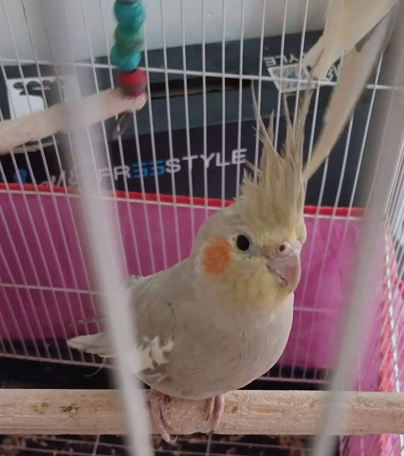 عروس هلندی|پرنده|کرج, کوی امامیه|دیوار