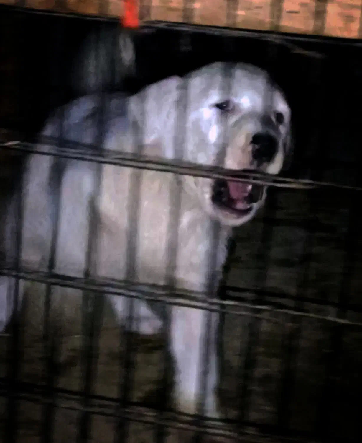 سگ سگ|سگ|بروجرد, |دیوار