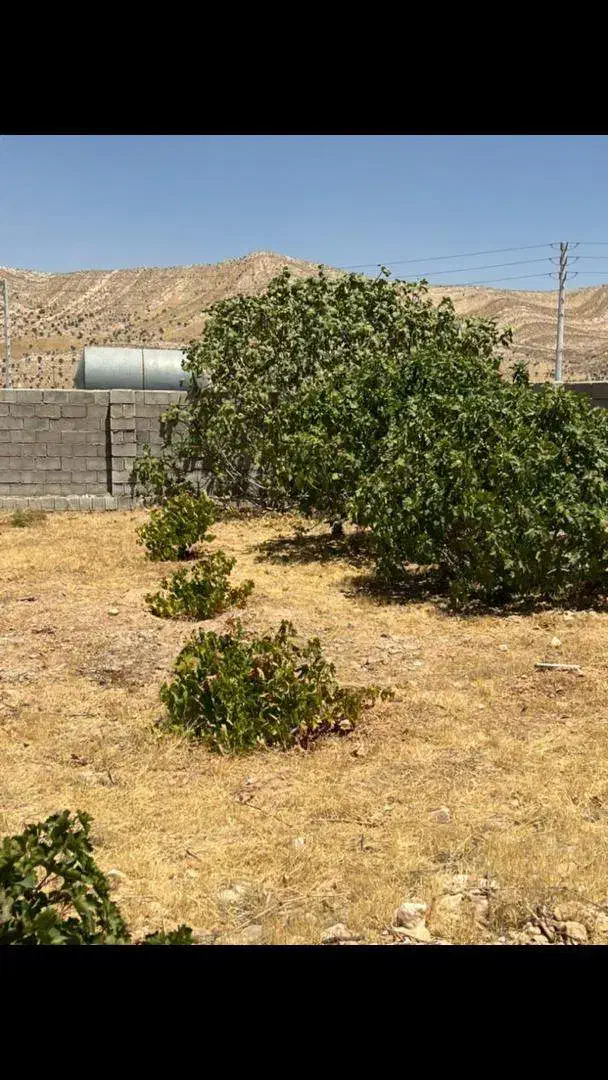زمین باغ شهری|فروش زمین و ملک کلنگی|شیراز, حومه شیراز|دیوار