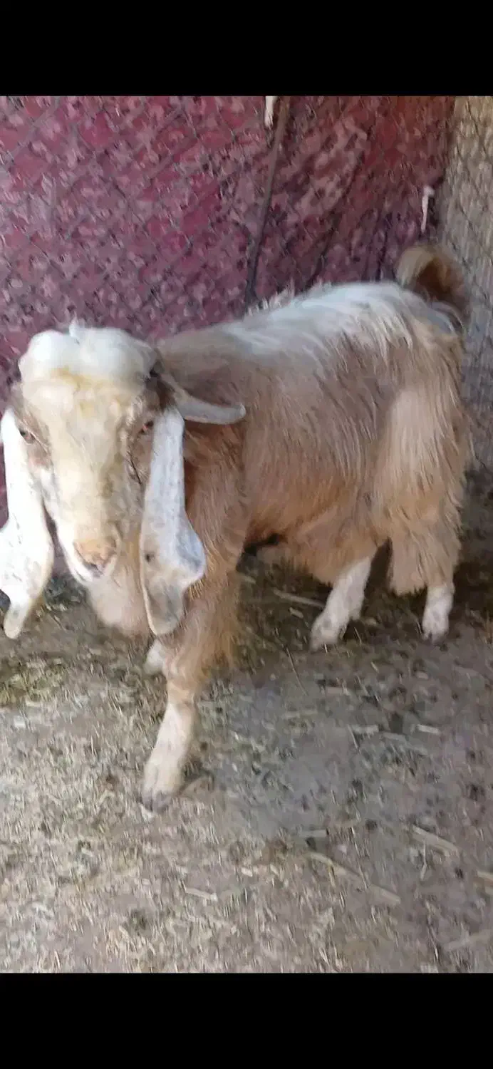 فروش|حیوانات مزرعه|آبدانان, |دیوار