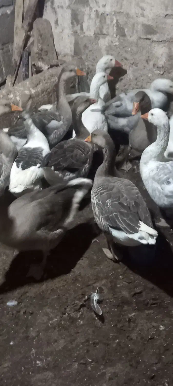 غاز|حیوانات مزرعه|هشترود, |دیوار