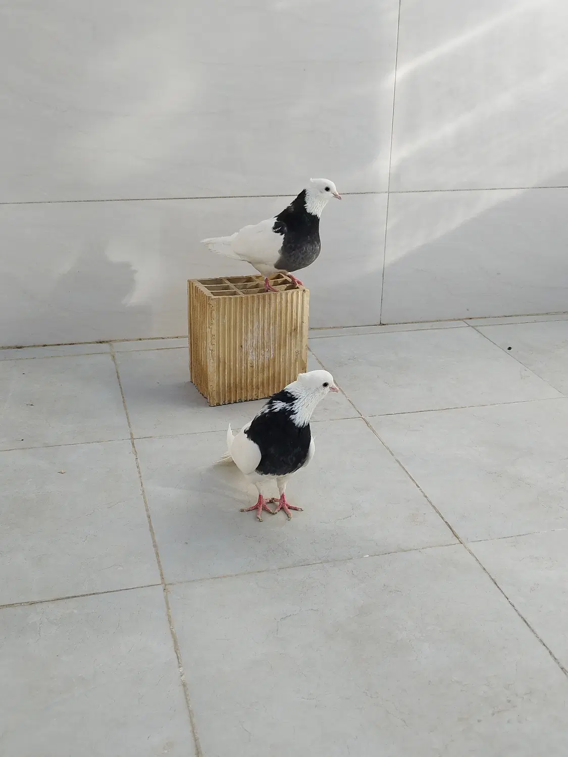فروش|پرنده|اصفهان, سودان|دیوار