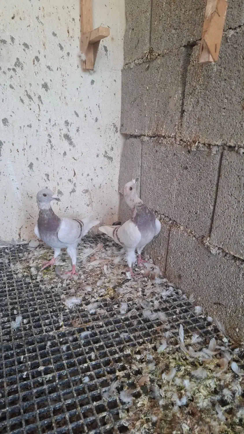 کبوتر پیازی|پرنده|وحدتیه, |دیوار