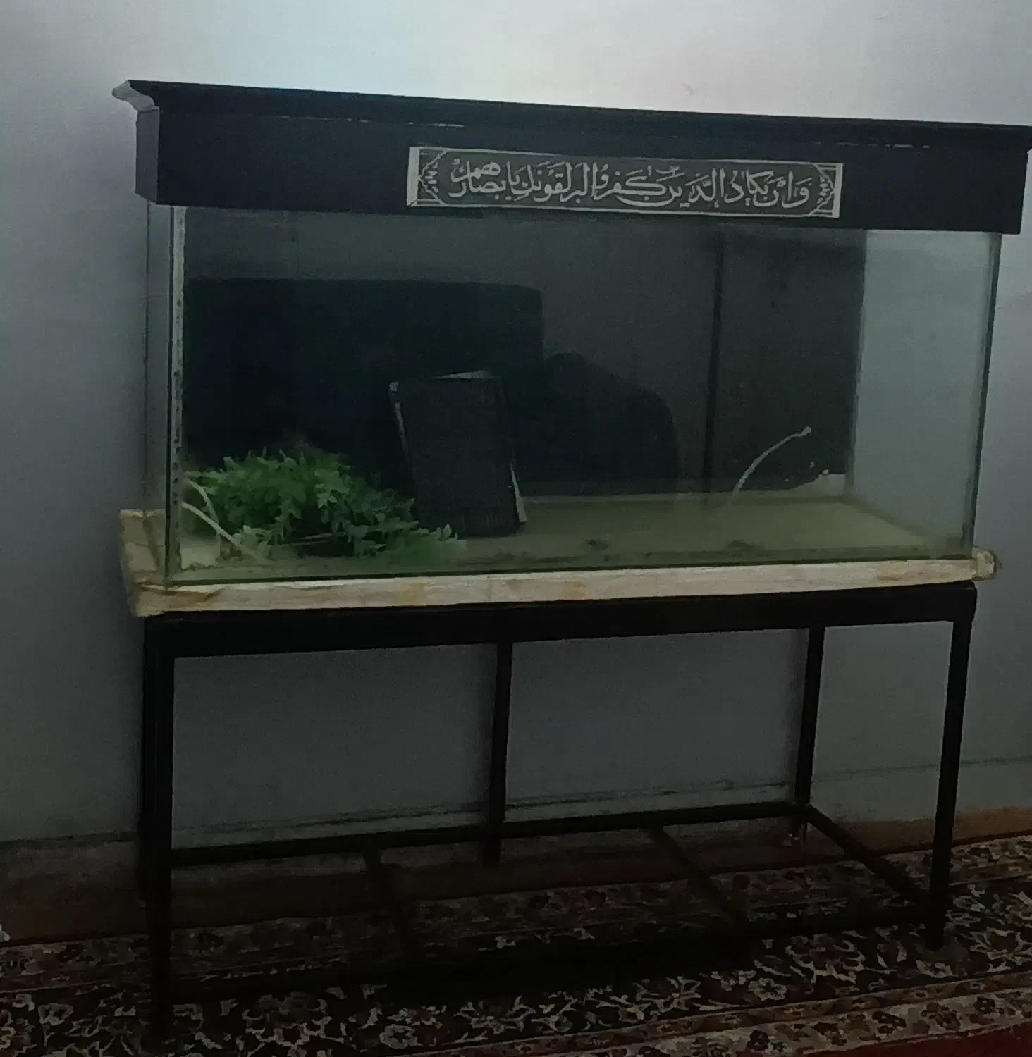 آکواریوم|ماهی|همدان, |دیوار