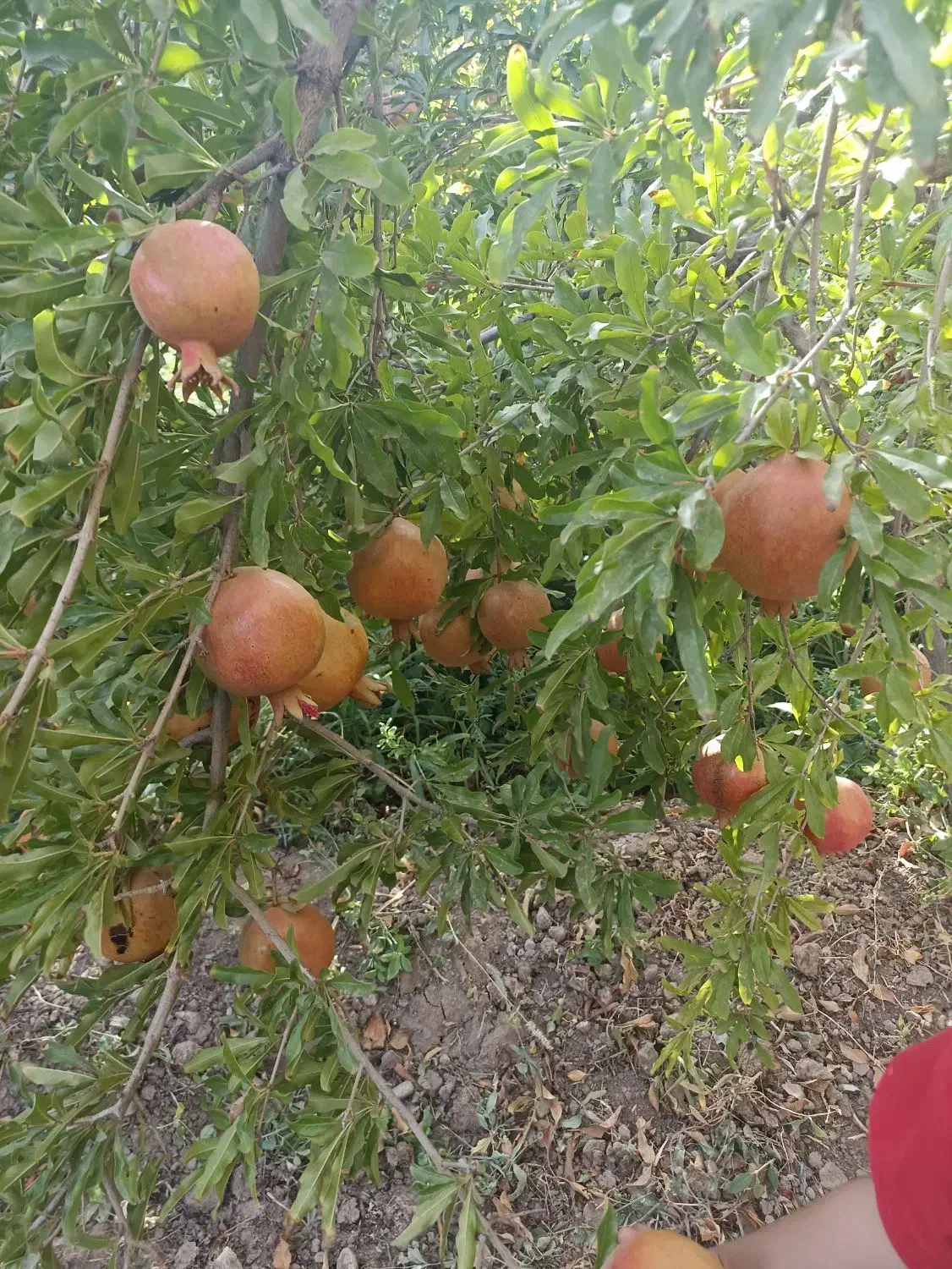 باغ انار|فروش زمین و ملک کلنگی|سلفچگان, |دیوار