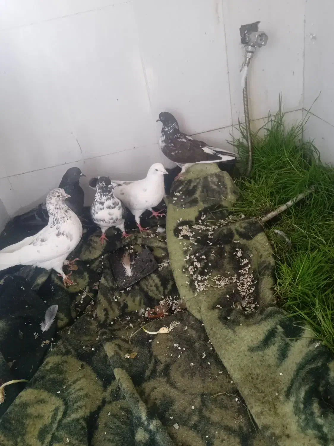 پنج عدد کبوتر پرشی|پرنده|بابکان, |دیوار