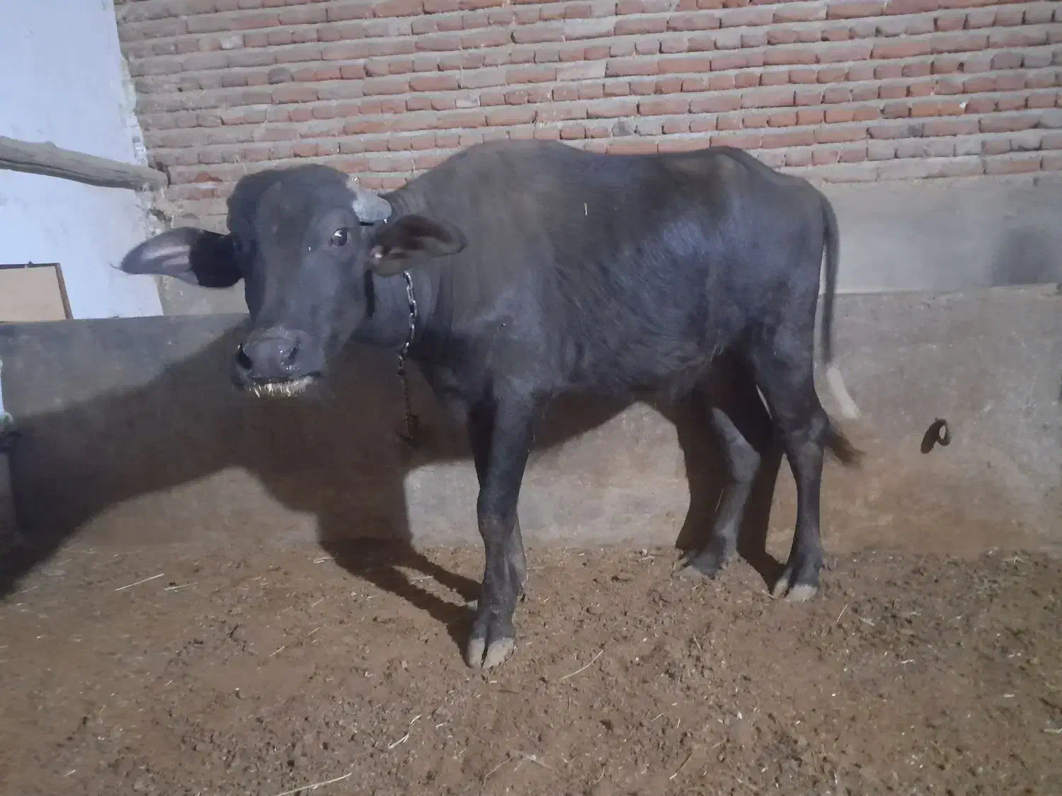 گاومیش ماده اصیل سالم|حیوانات مزرعه|بناب, |دیوار