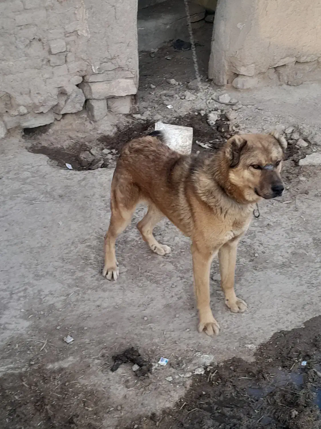 سگ نگهبان|سگ|فیروزه, |دیوار