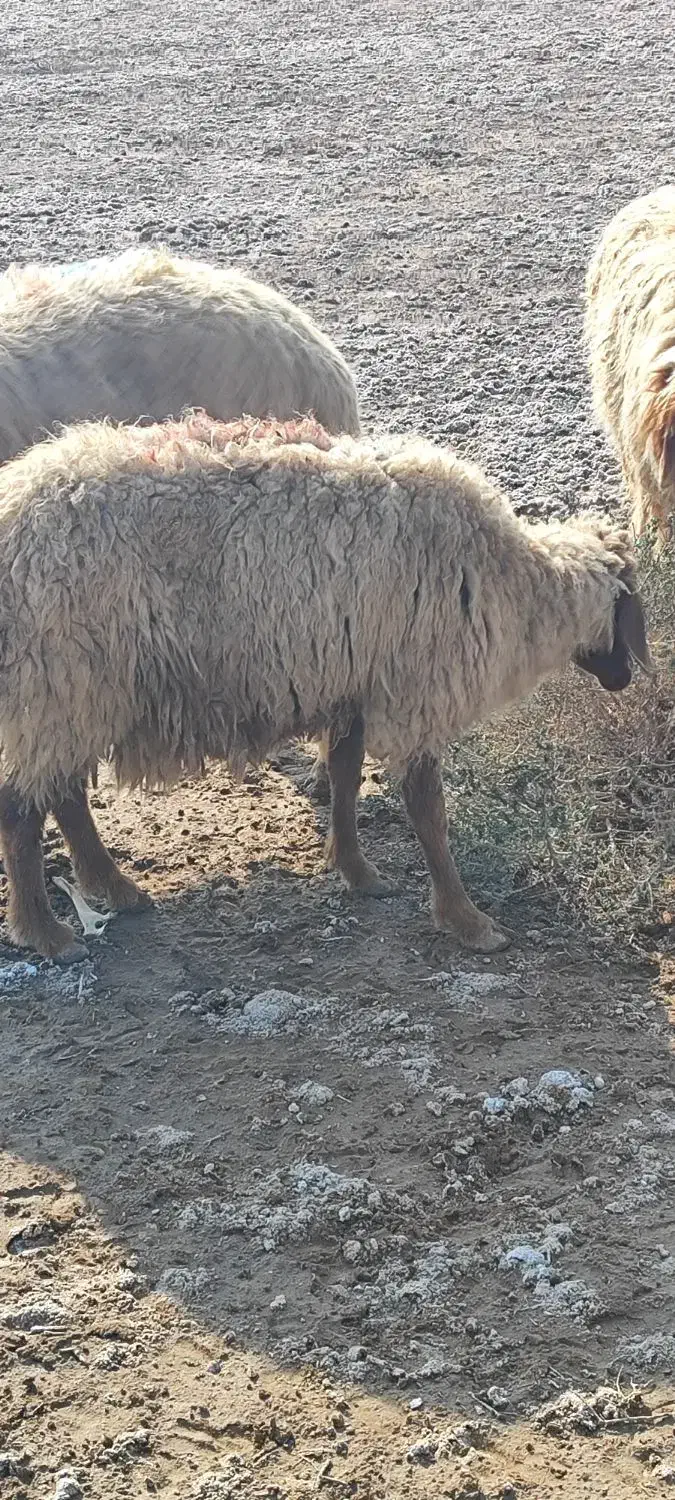 حمیدیه|حیوانات مزرعه|حمیدیه, |دیوار