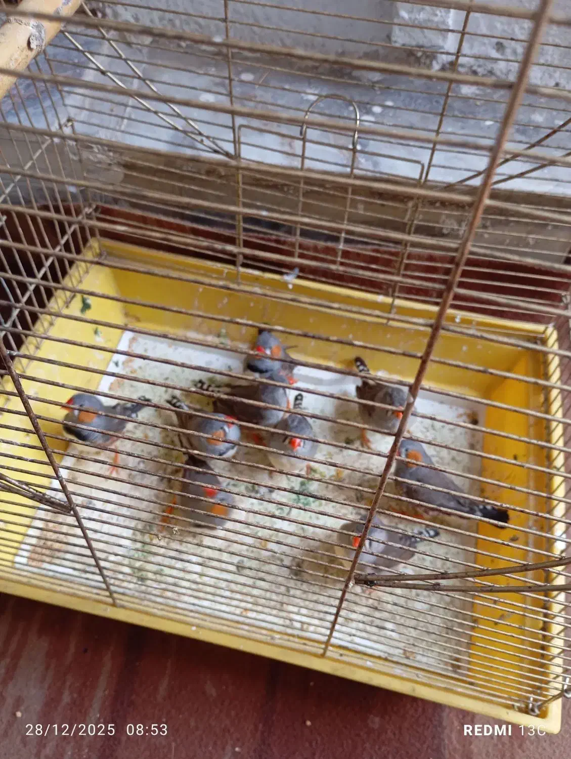 فنچ|پرنده|گرگان, |دیوار