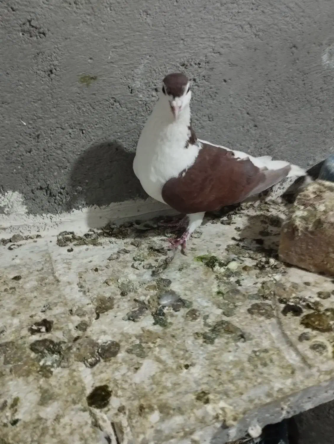 ماده چپ سرخ پاک تمیز فروشی|پرنده|تربتحیدریه, حاجی یار|دیوار