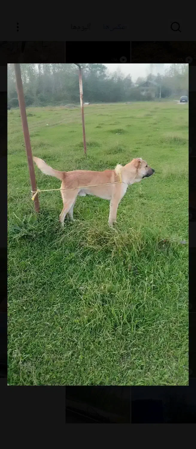 سگ نگهبان|سگ|لاهیجان, بازکیاگوراب|دیوار