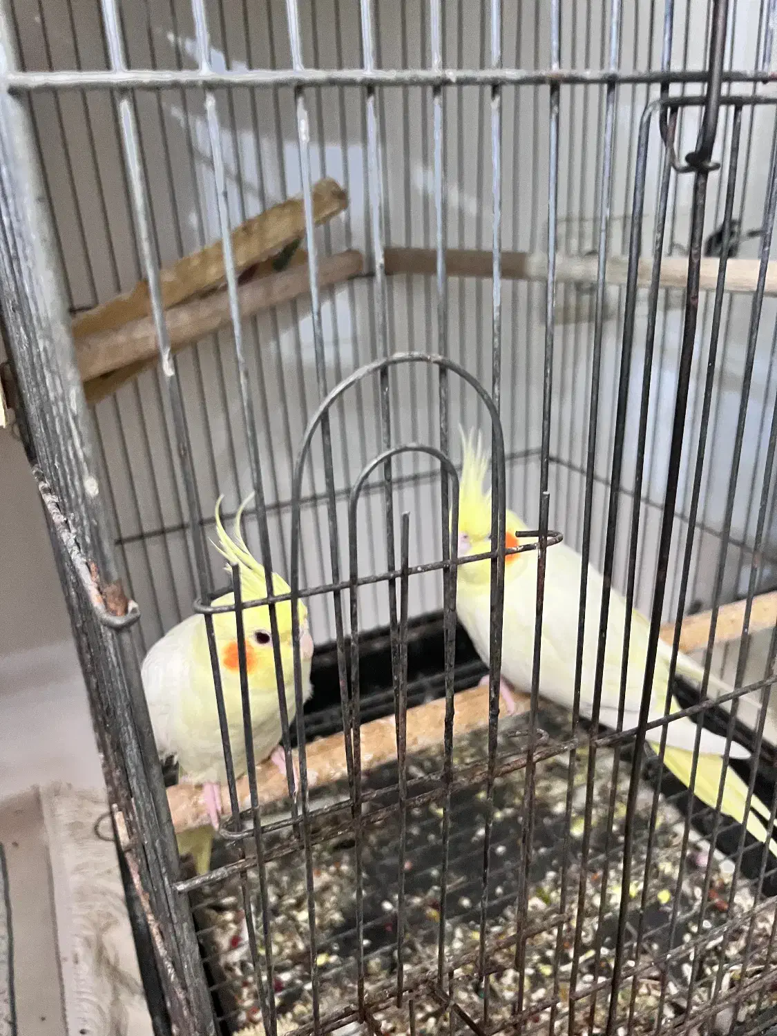 سه جفت عروس هلندی|پرنده|بندرعباس, |دیوار