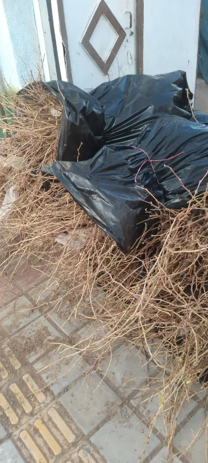 عنوان نهال های ایرانی وخارجی موجود ‌میباشد|خدمات باغبانی و درختکاری|ارومیه, |دیوار