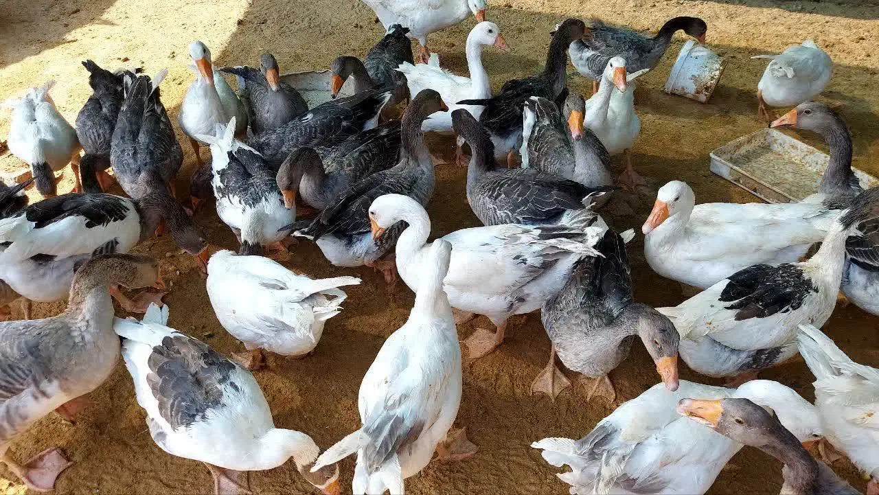 غاز محلی جوان|حیوانات مزرعه|گلوگاه بابل (گلیا), |دیوار