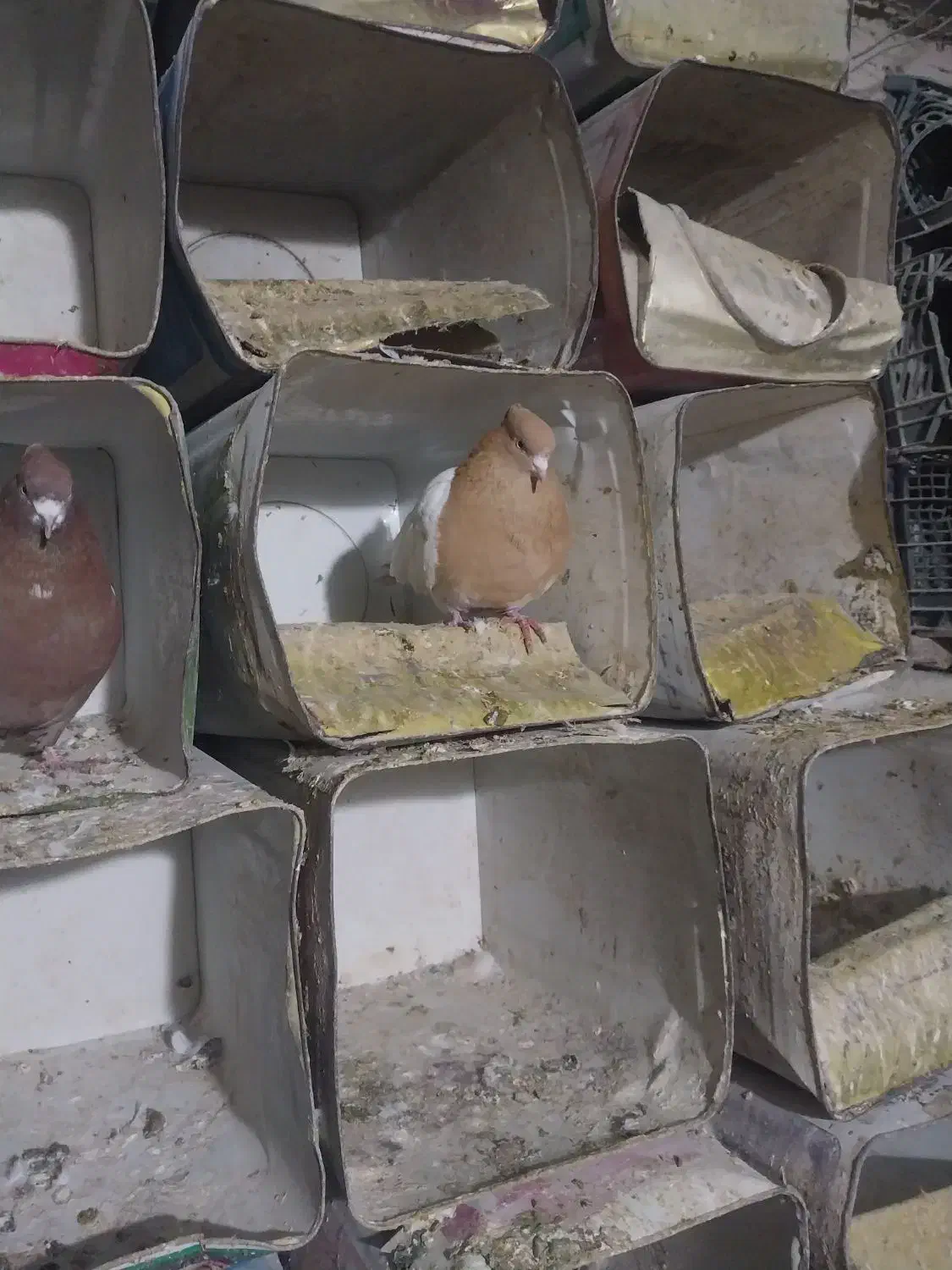 کبوتر جفت کله زرد ۱۱۰۰|پرنده|ایلخچی, |دیوار