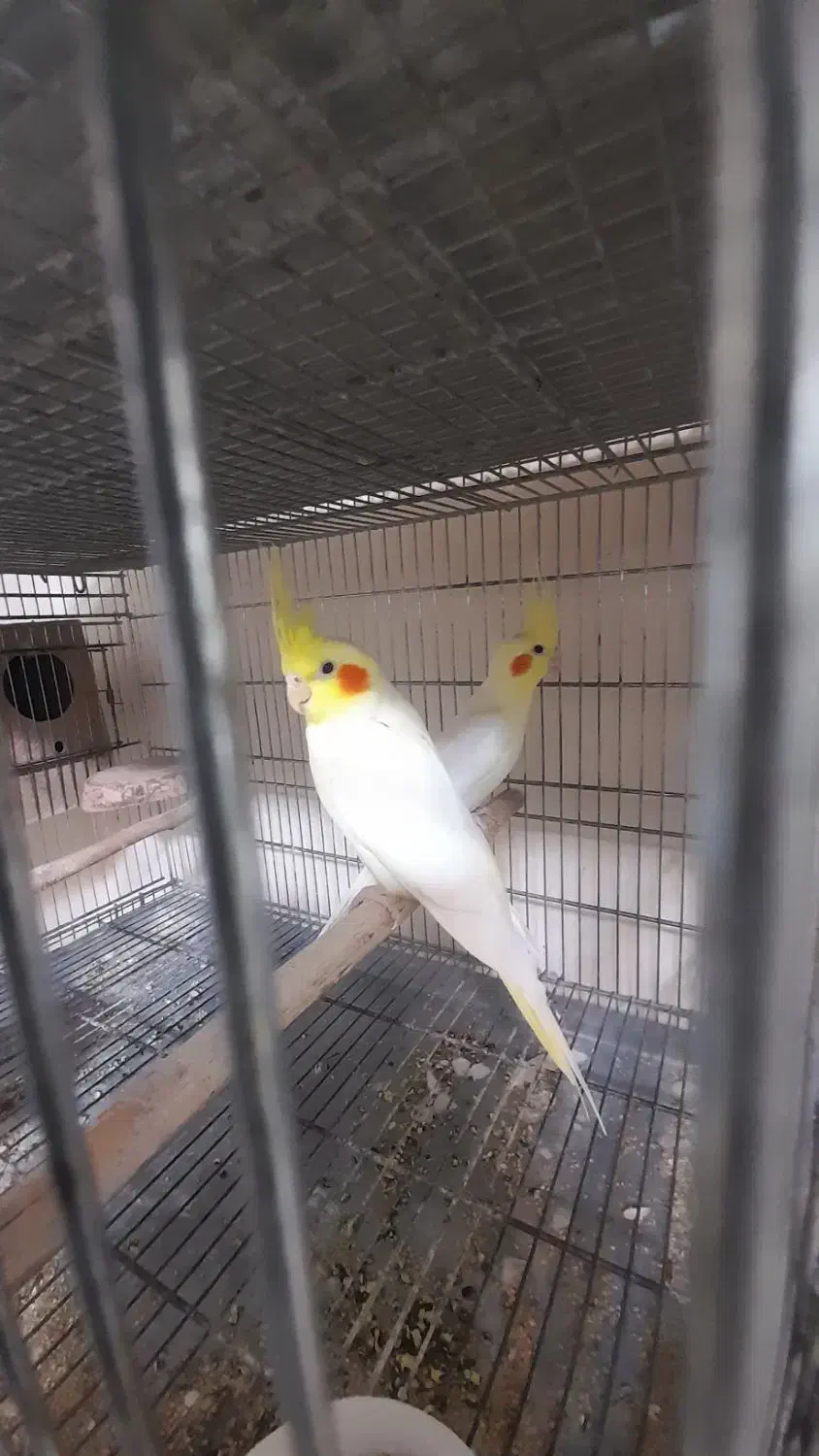 مولد صد درصد تضمینی رام و سخنگو|پرنده|پردیس, فاز ۱۱|دیوار