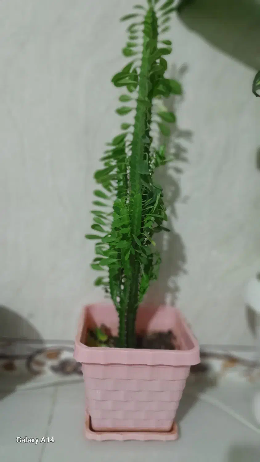 فروش گل طبیعی شاداب|گل و گیاه طبیعی|اسلامآباد غرب, |دیوار