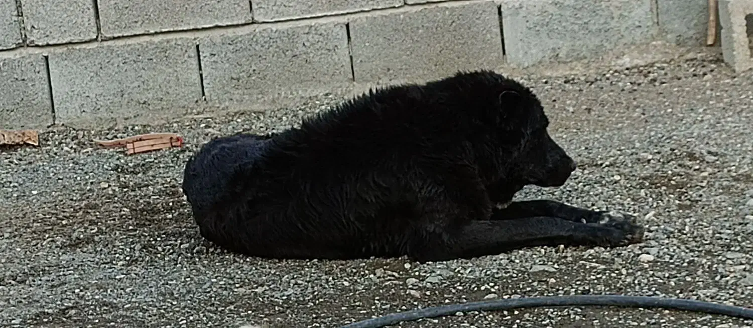 خرید و فروش کرمان هرمزگان|گردهمایی و همایش|منوجان, |دیوار