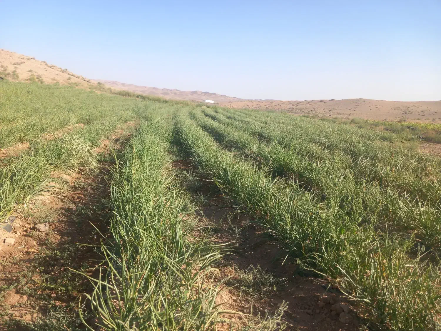 ملک کشاورزی|فروش دفتر صنعتی، کشاورزی، تجاری|نیشابور, ماروسک|دیوار