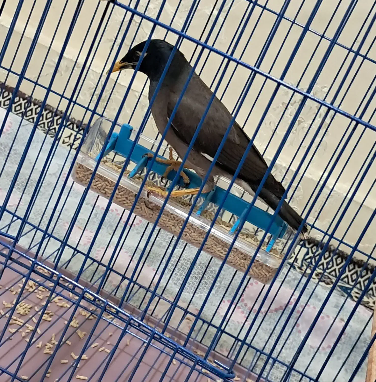 مرغ مینا|پرنده|اردبیل, |دیوار