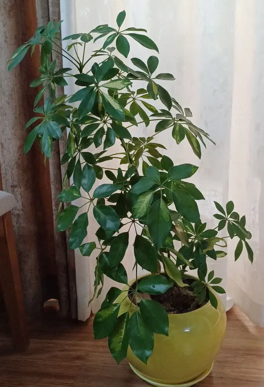 گل شفلرا ابلغ|گل و گیاه طبیعی|اصفهان, شهشهان|دیوار