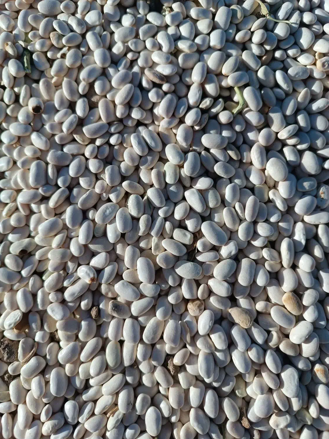 لوبیا سفید درجه یک|خوردنی و آشامیدنی|نهاوند, |دیوار