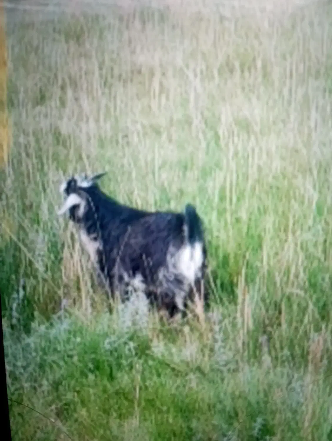 گم شده|حیوانات|تبریز, |دیوار