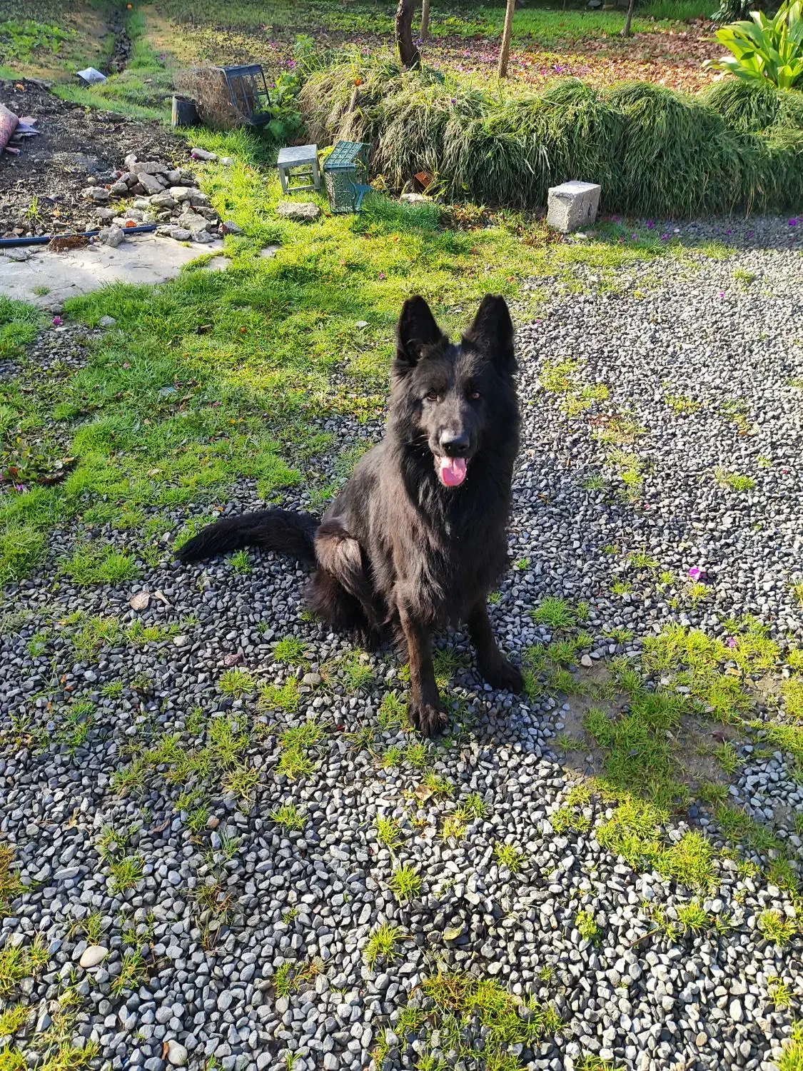 سگ ژرمن|سگ|نوشهر, |دیوار