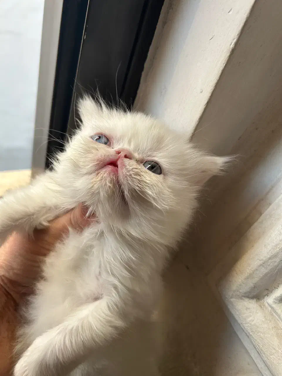 گربه|گربه|گرگان, |دیوار