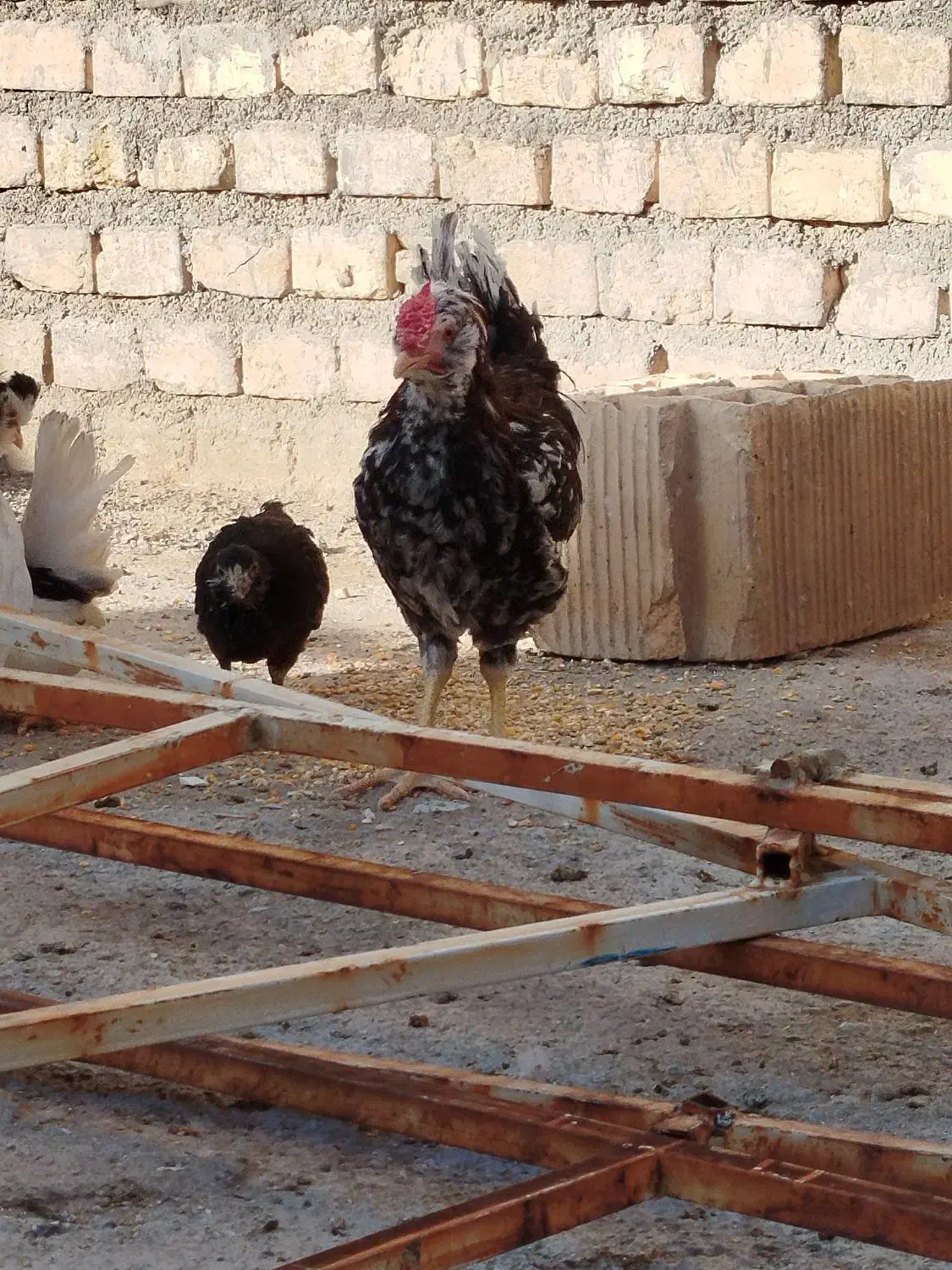 خروس گلین|حیوانات مزرعه|یزد, |دیوار