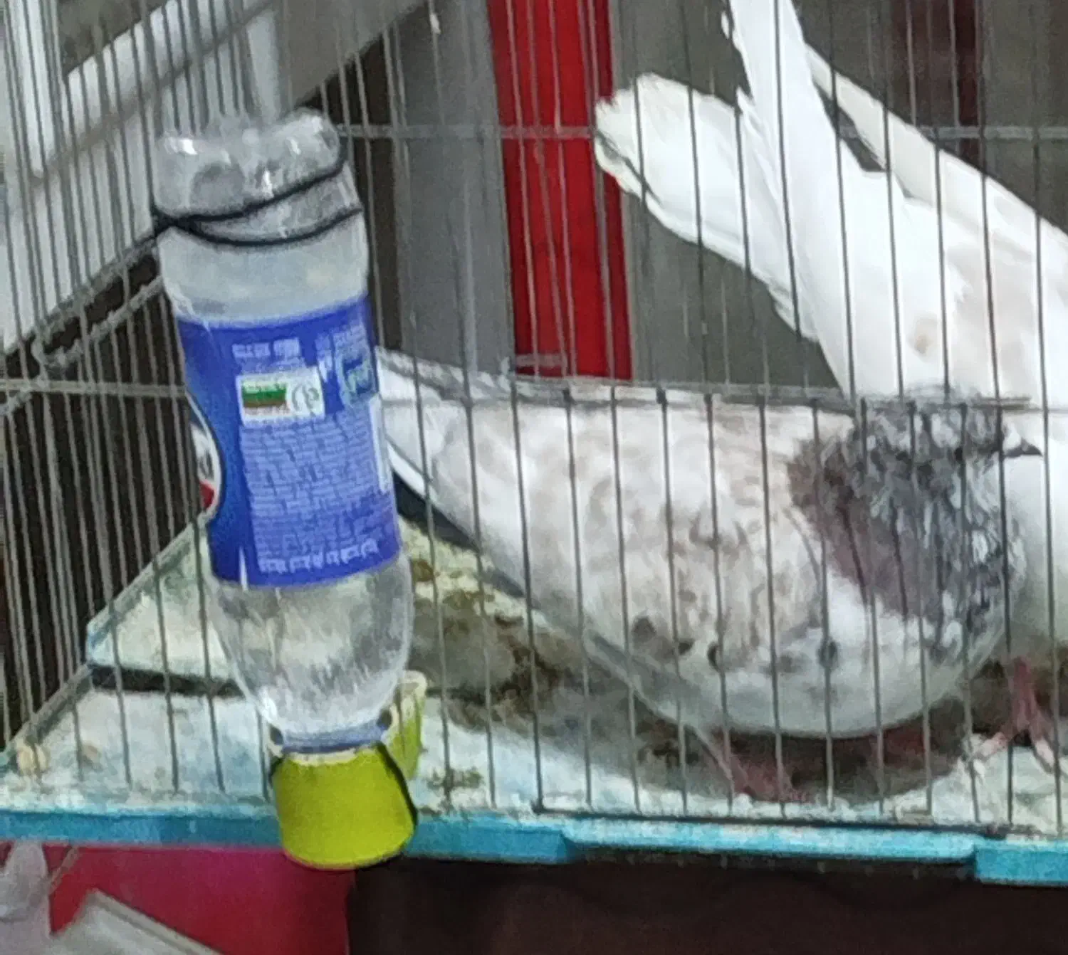 فروش یک عدد کبوتر سوسکی نر|پرنده|میانه, |دیوار